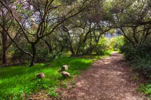 Elfin Forest-8603.jpg